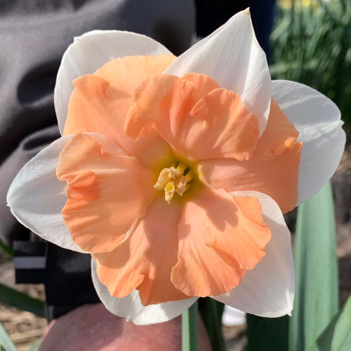 Cosine - Split-cupped narcis - Fluwel