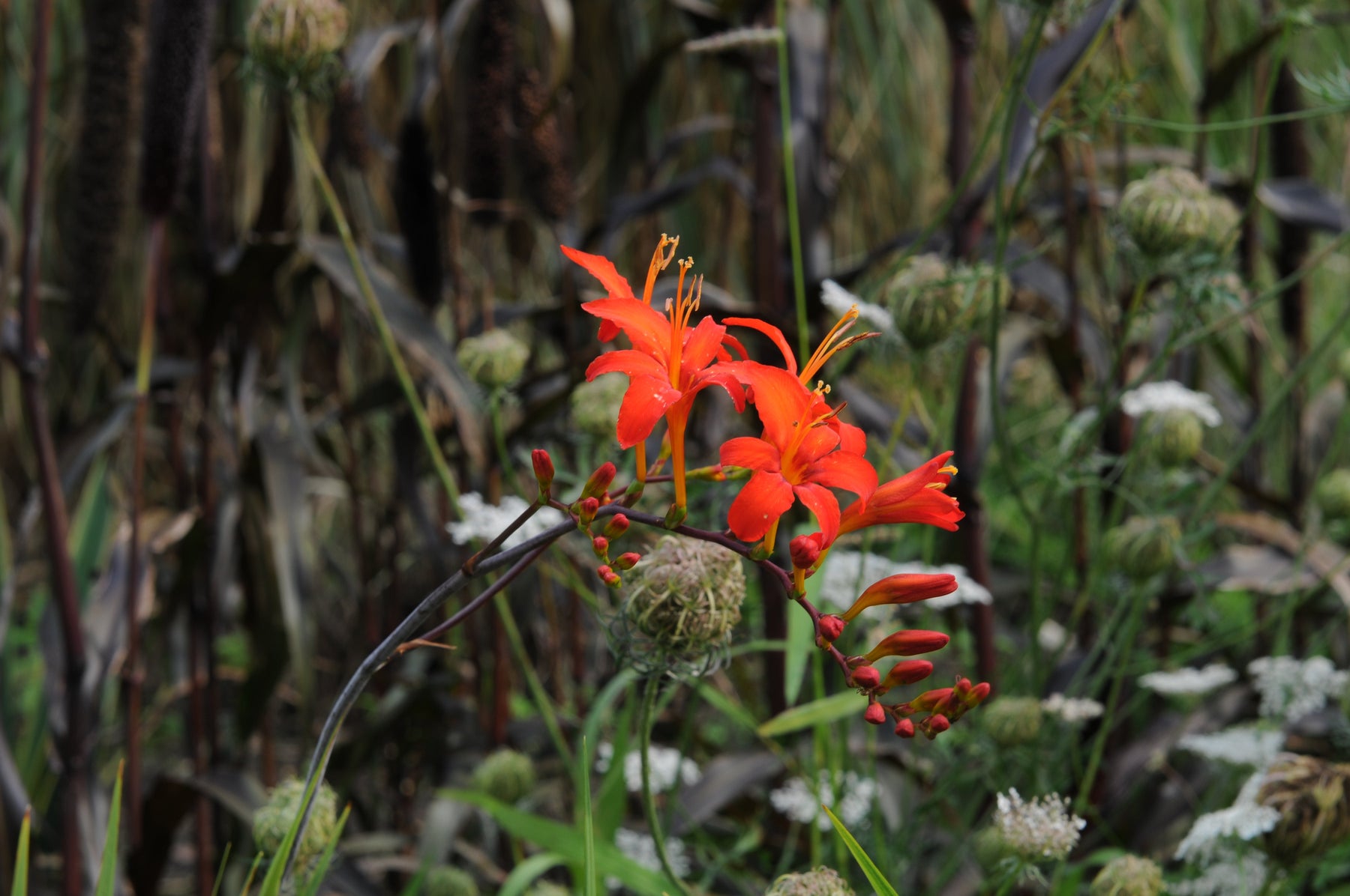 Crocosmia Lucifer - Summer special bulbs - Fluwel