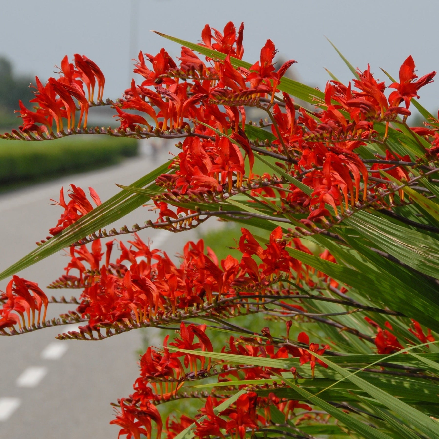 Crocosmia Lucifer - Summer special bulbs - Fluwel