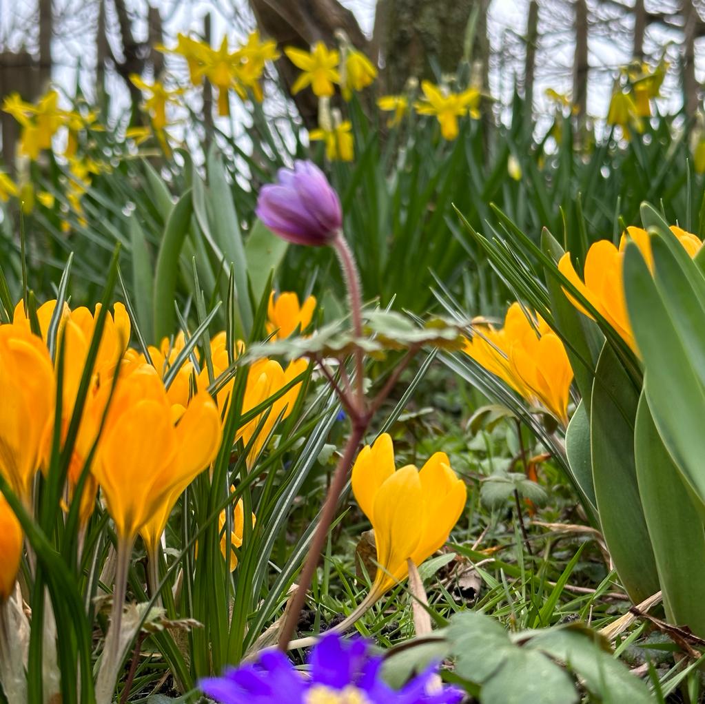 Crocus flavus Golden Yellow - gele krokus - Fluwel