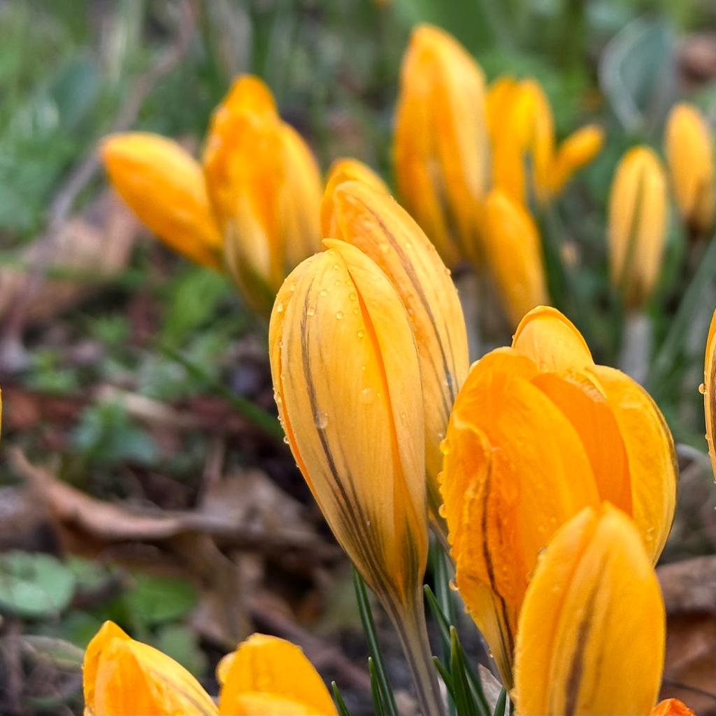 Crocus flavus Golden Yellow - gele krokus - Fluwel