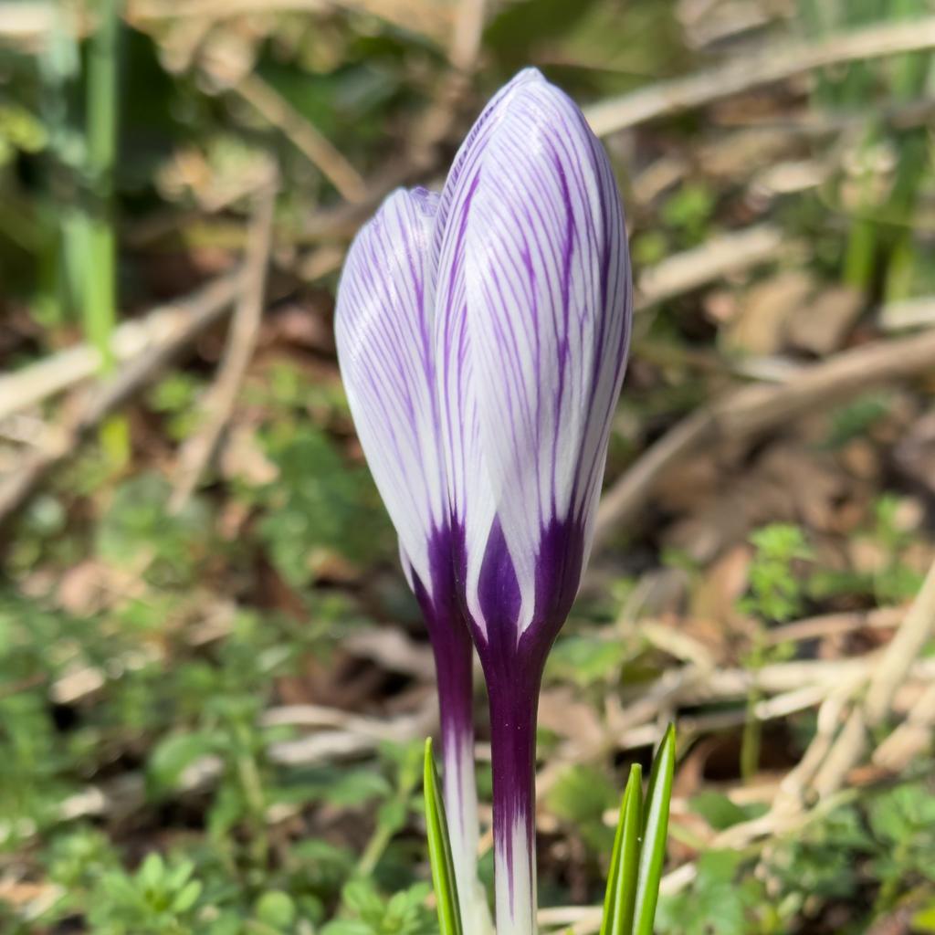 Crocus vernus Pickwick - meerkleurige krokus - Fluwel