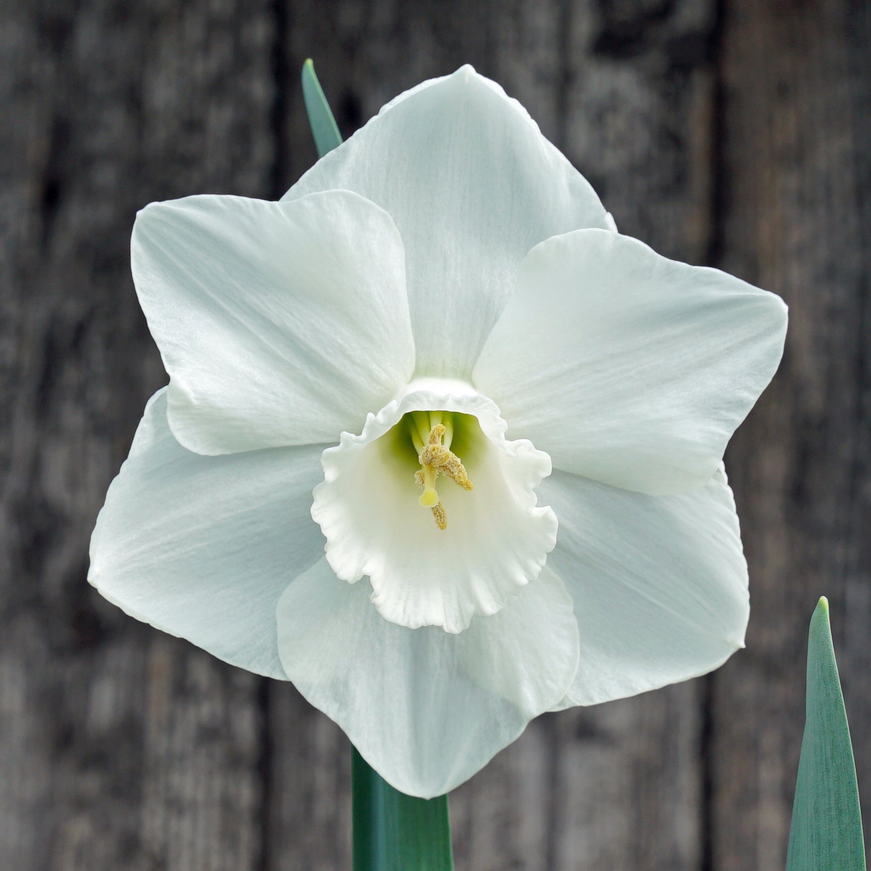 Croila - witte Large-cupped narcis - Fluwel