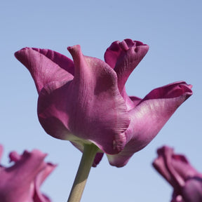 Crown of Negrita - Tulips - Fluwel