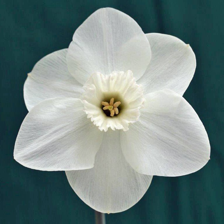 Crystal Choice - witte Small-cupped narcis - Fluwel