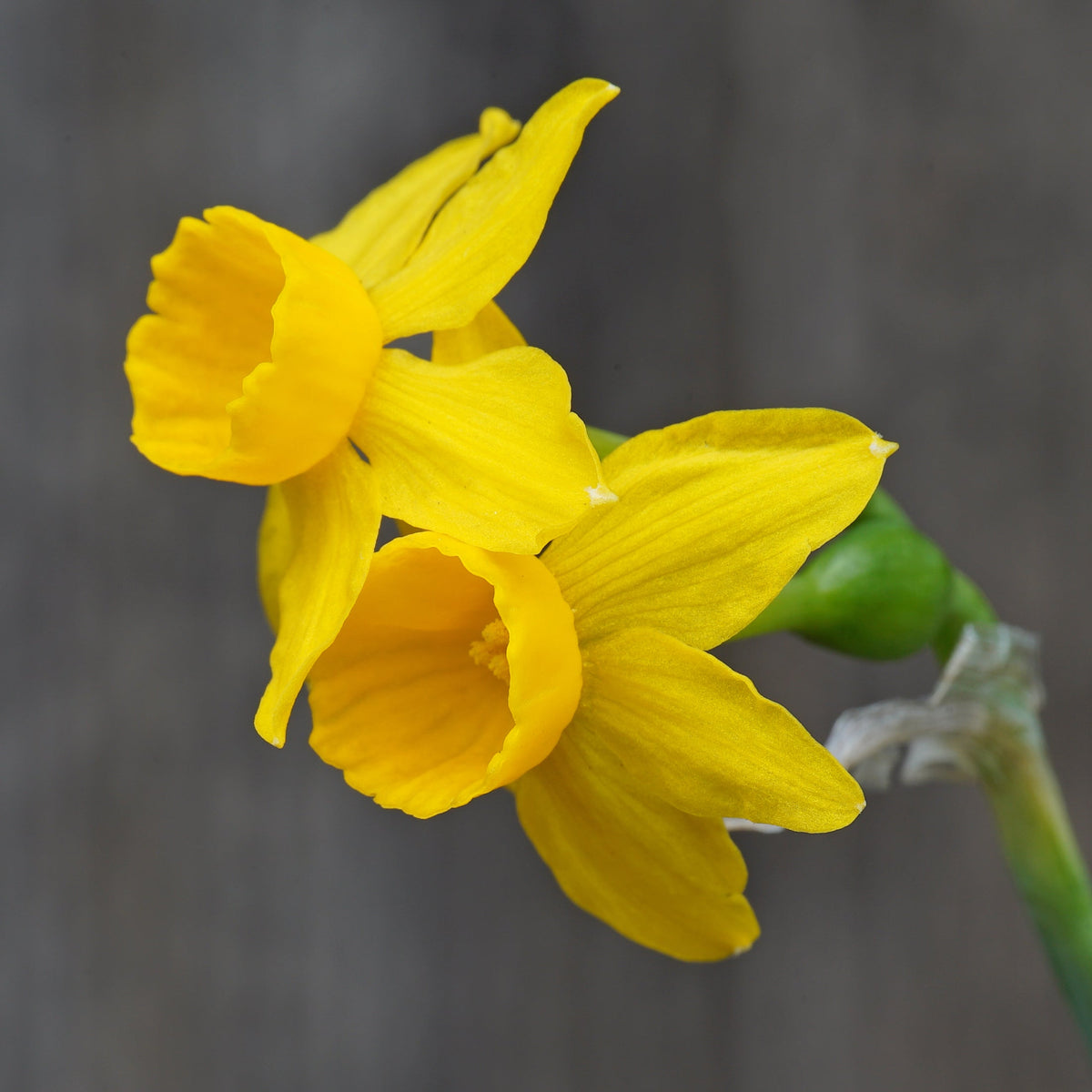 cuatrecasasii - gele Species narcis - Fluwel