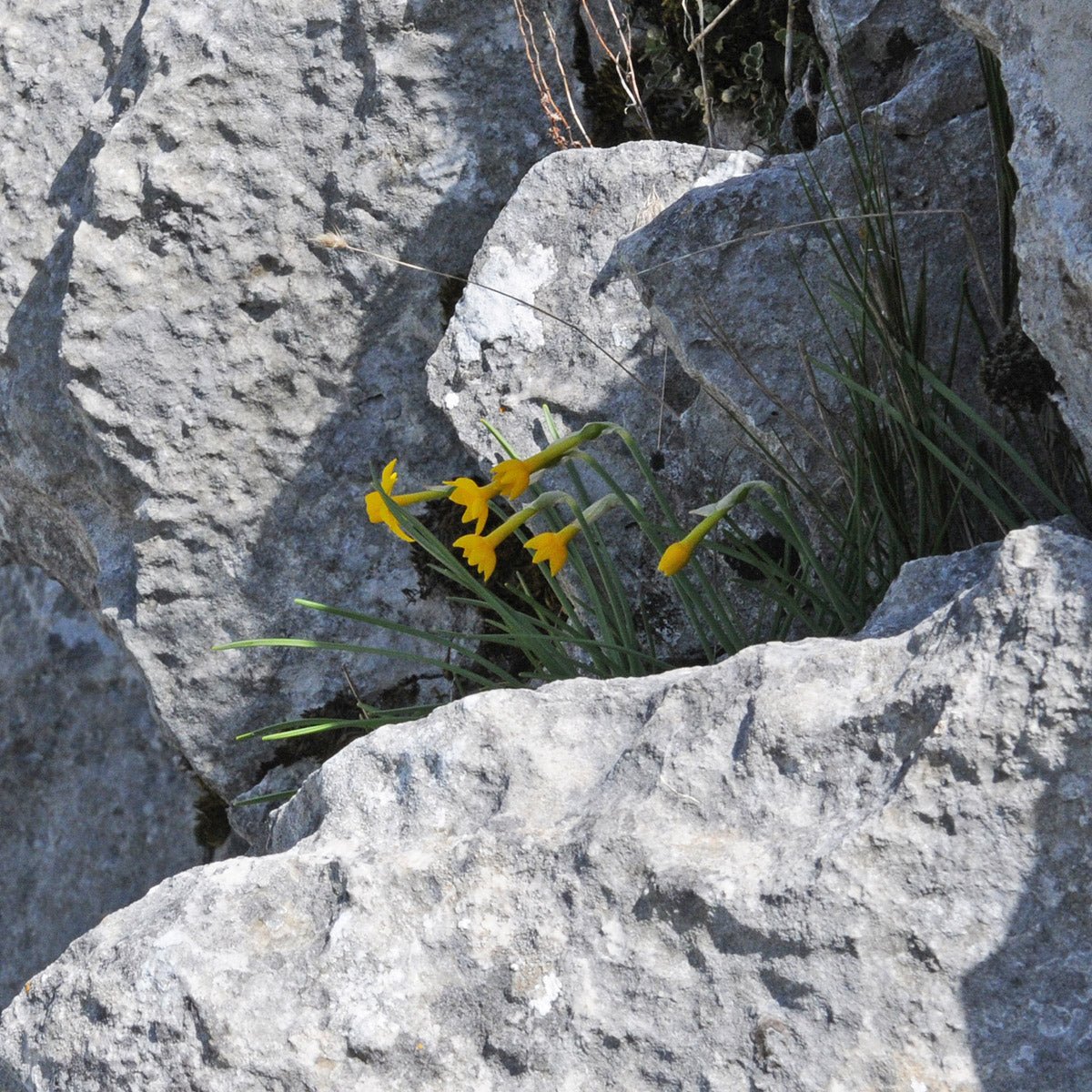 cuatrecasasii - gele Species narcis - Fluwel