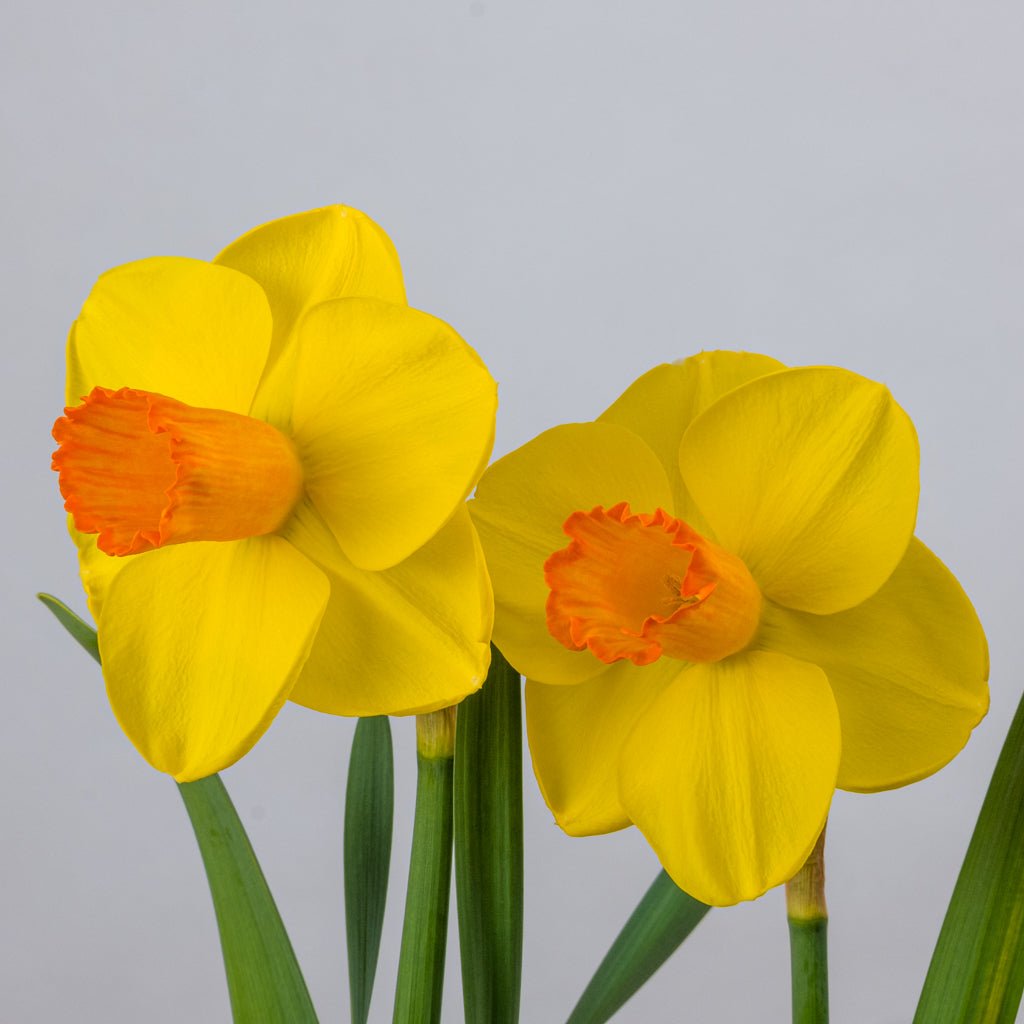 Cutting Edge - geel-oranje Trumpet narcis - Fluwel