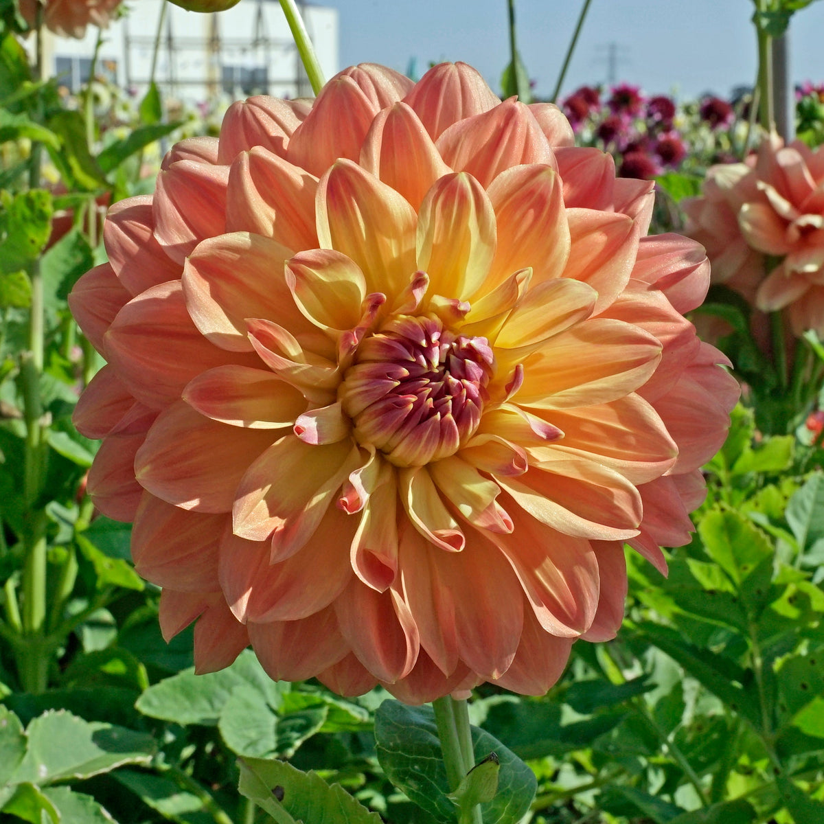 Dahlia Ace Summer Sunset - oranje dahlia - Fluwel