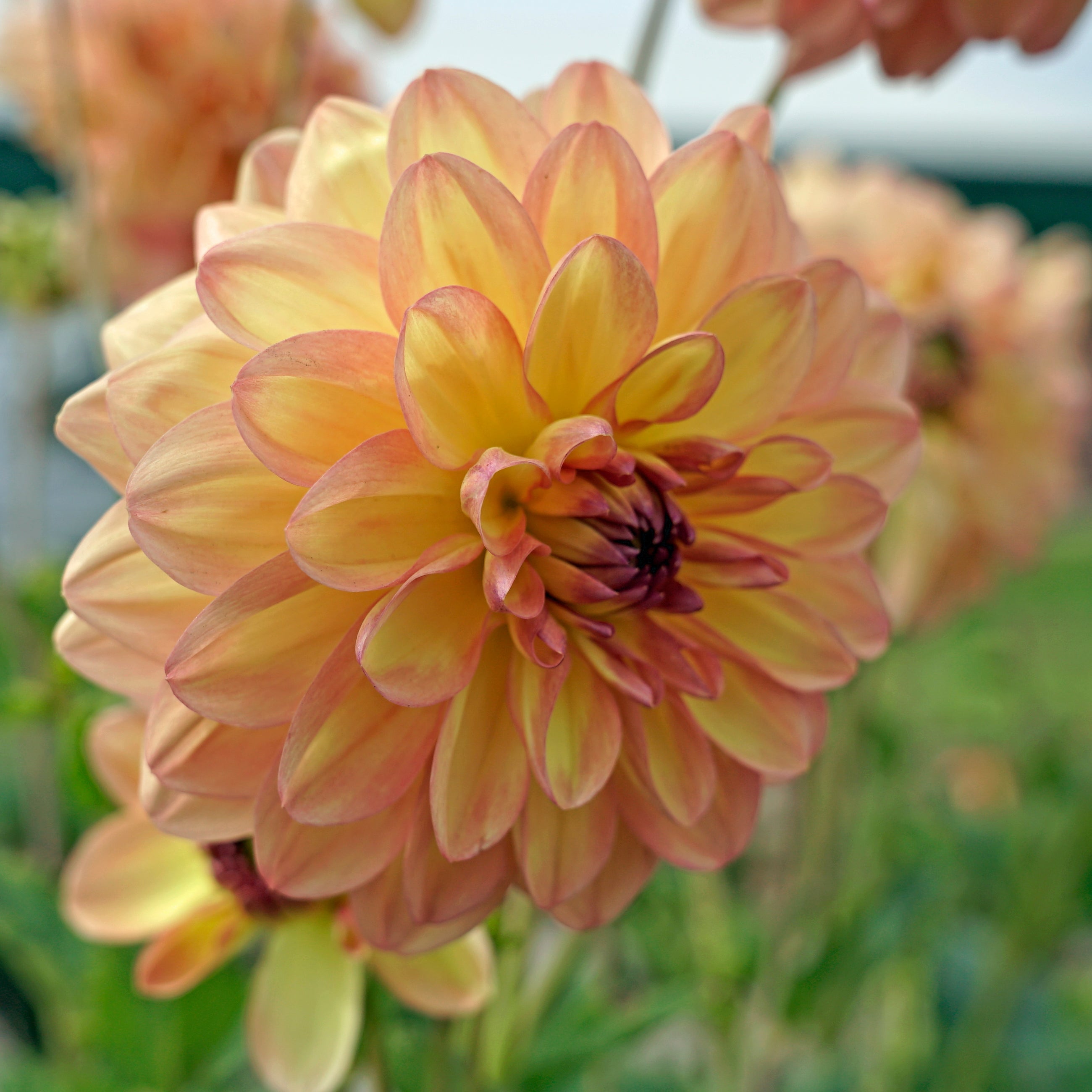 Dahlia Ace Summer Sunset - oranje dahlia - Fluwel