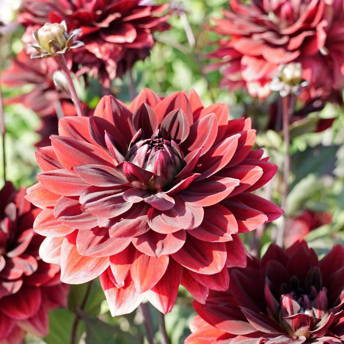 Dahlia After Dusk - rode dahlia - Fluwel