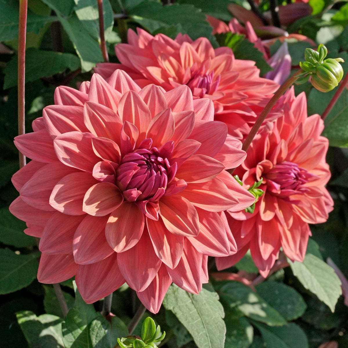 Dahlia American Dawn - oranje dahlia - Fluwel