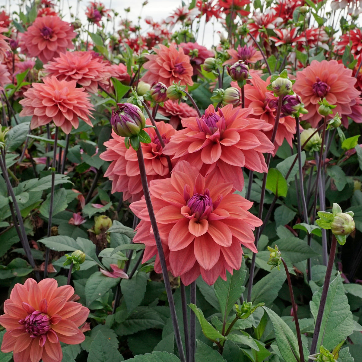 Dahlia American Dawn - oranje dahlia - Fluwel