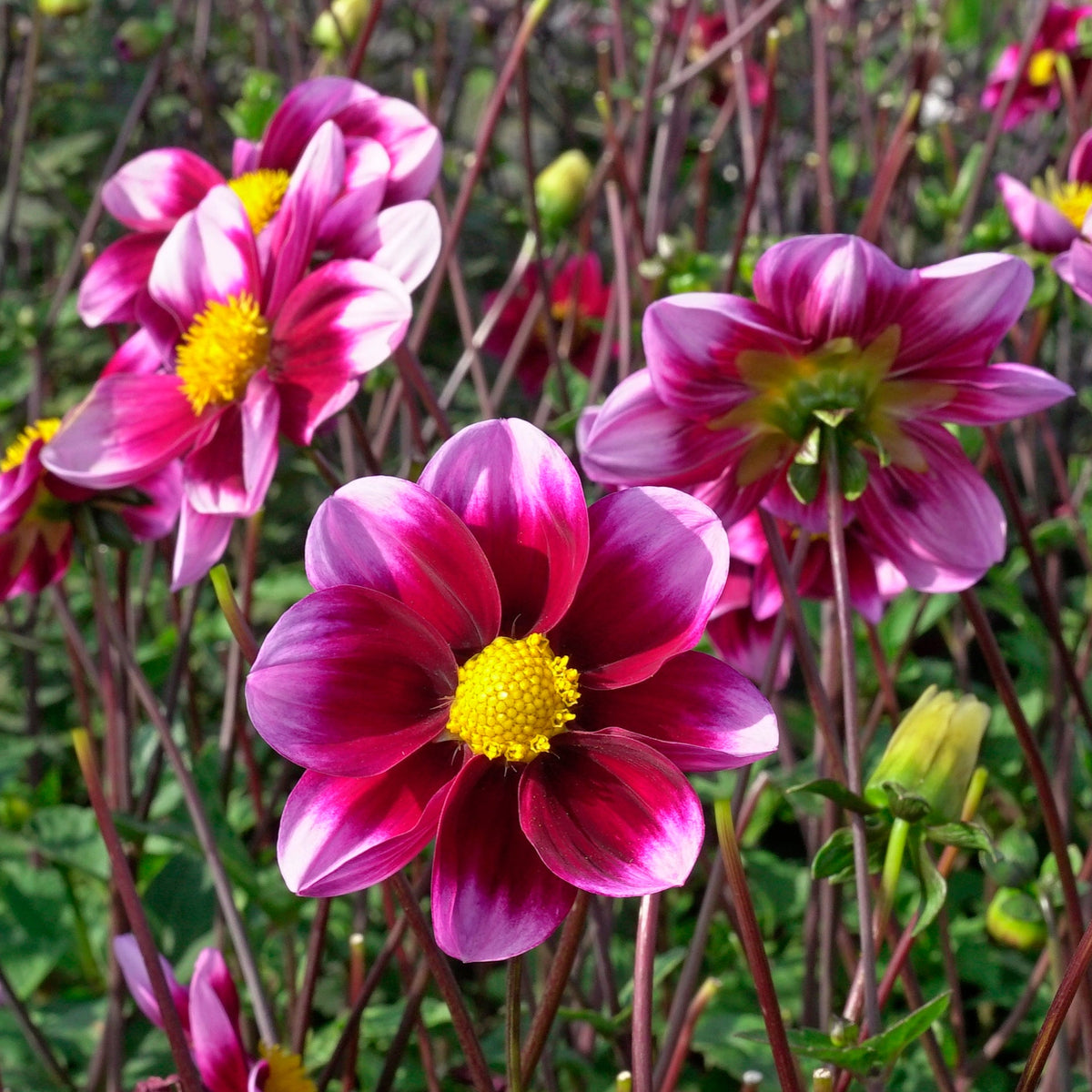 Dahlia Bashful - meerkleurige dahlia - Fluwel