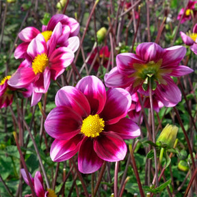 Dahlia Bashful - Dahlias - Fluwel
