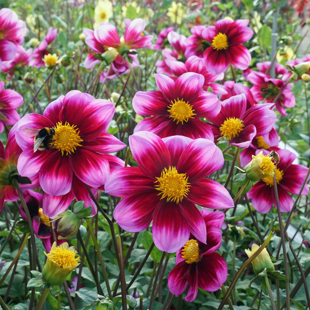Dahlia Bashful - meerkleurige dahlia - Fluwel