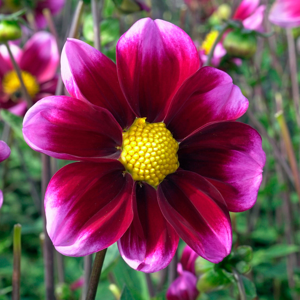 Dahlia Bashful - meerkleurige dahlia - Fluwel