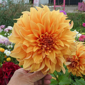 Dahlia Big Brother - Dahlias - Fluwel
