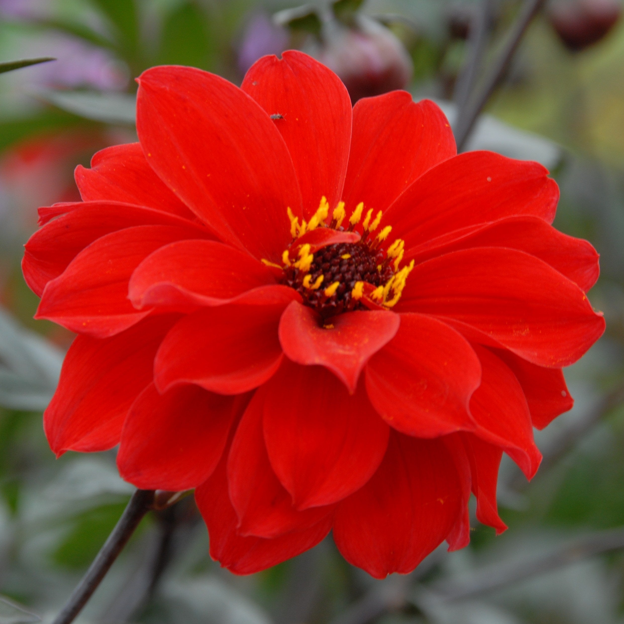 Dahlia Bishop of Llandaff - rode dahlia - Fluwel