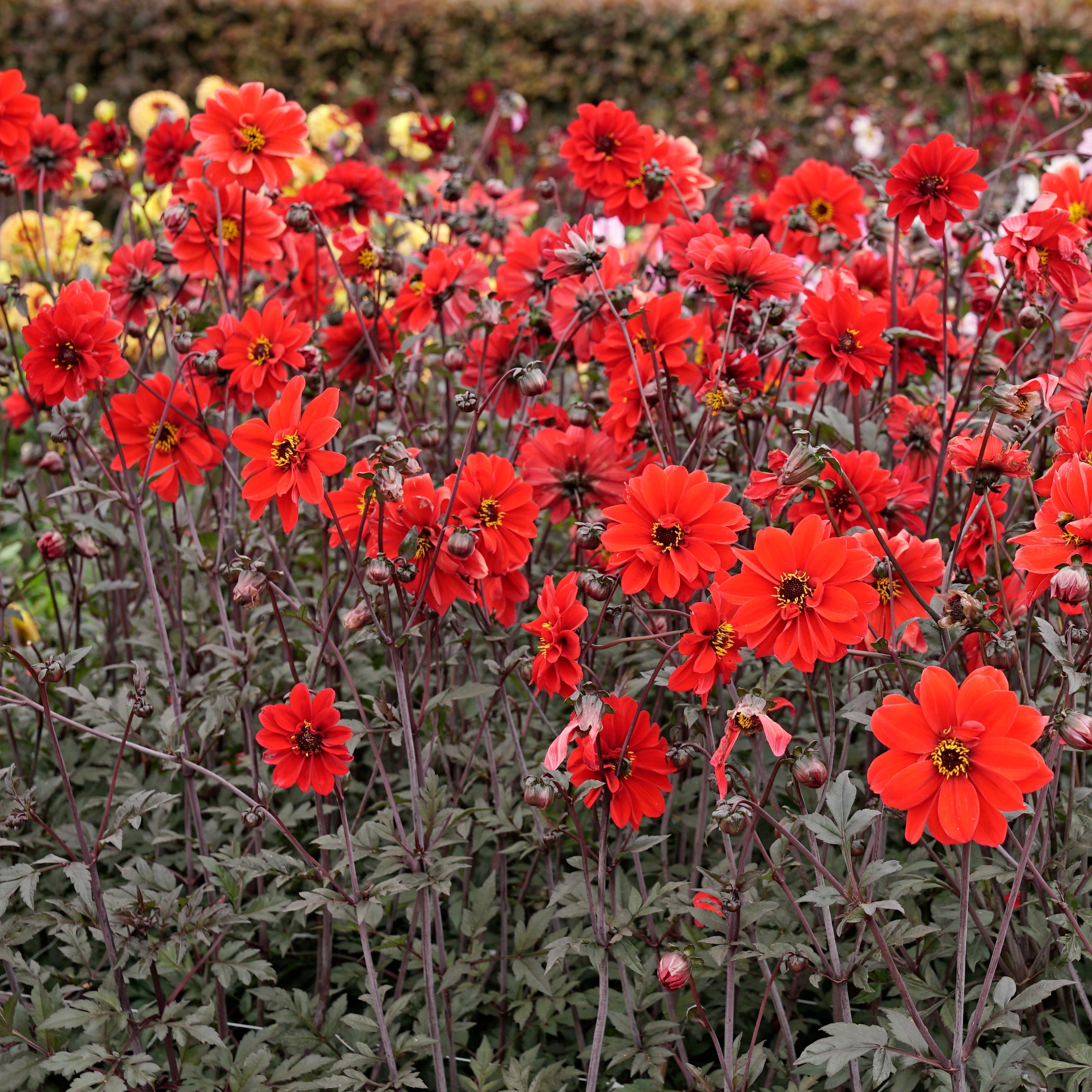 Dahlia Bishop of Llandaff - rode dahlia - Fluwel