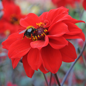 Dahlia Bishop of Llandaff - Dahlias - Fluwel