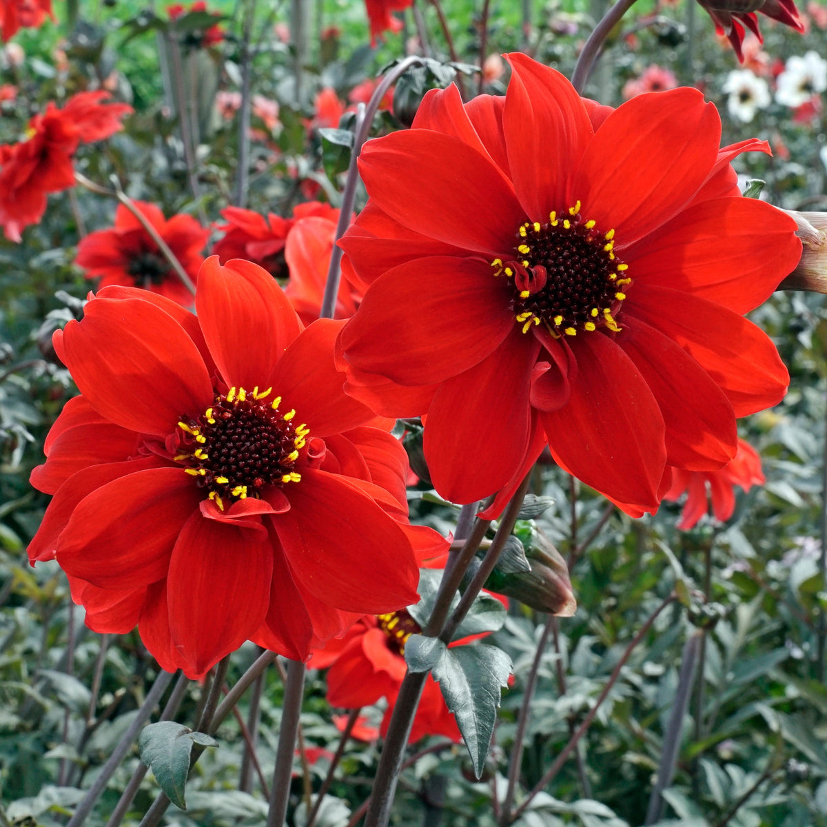 Dahlia Bishop of Llandaff - rode dahlia - Fluwel