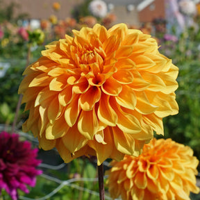 Dahlia Bizon Brons - Dahlias - Fluwel
