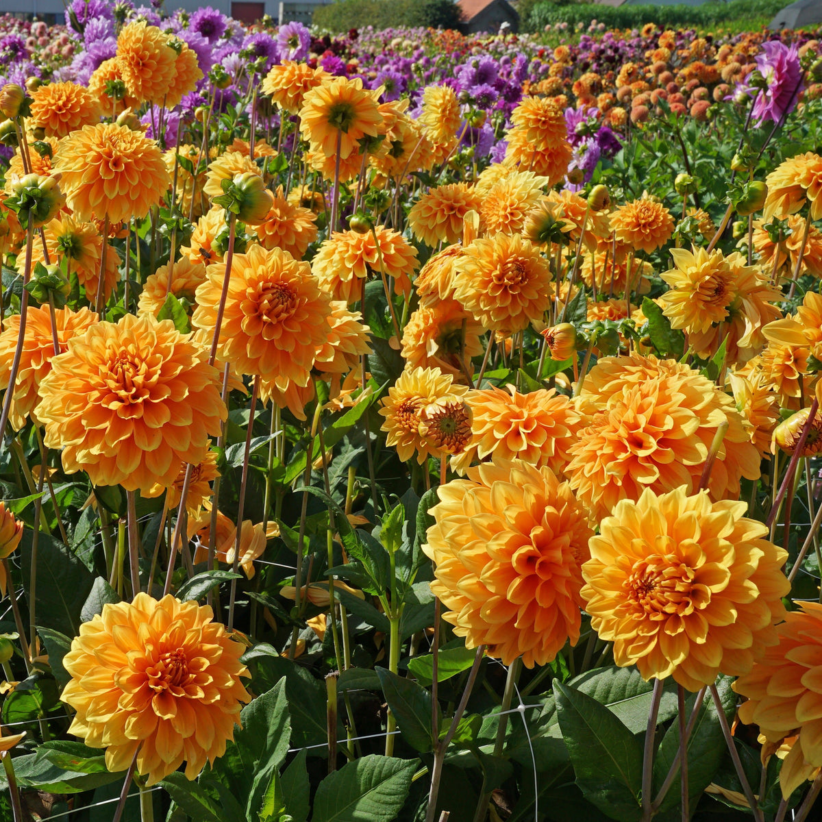 Dahlia Bizon Brons - gele dahlia - Fluwel