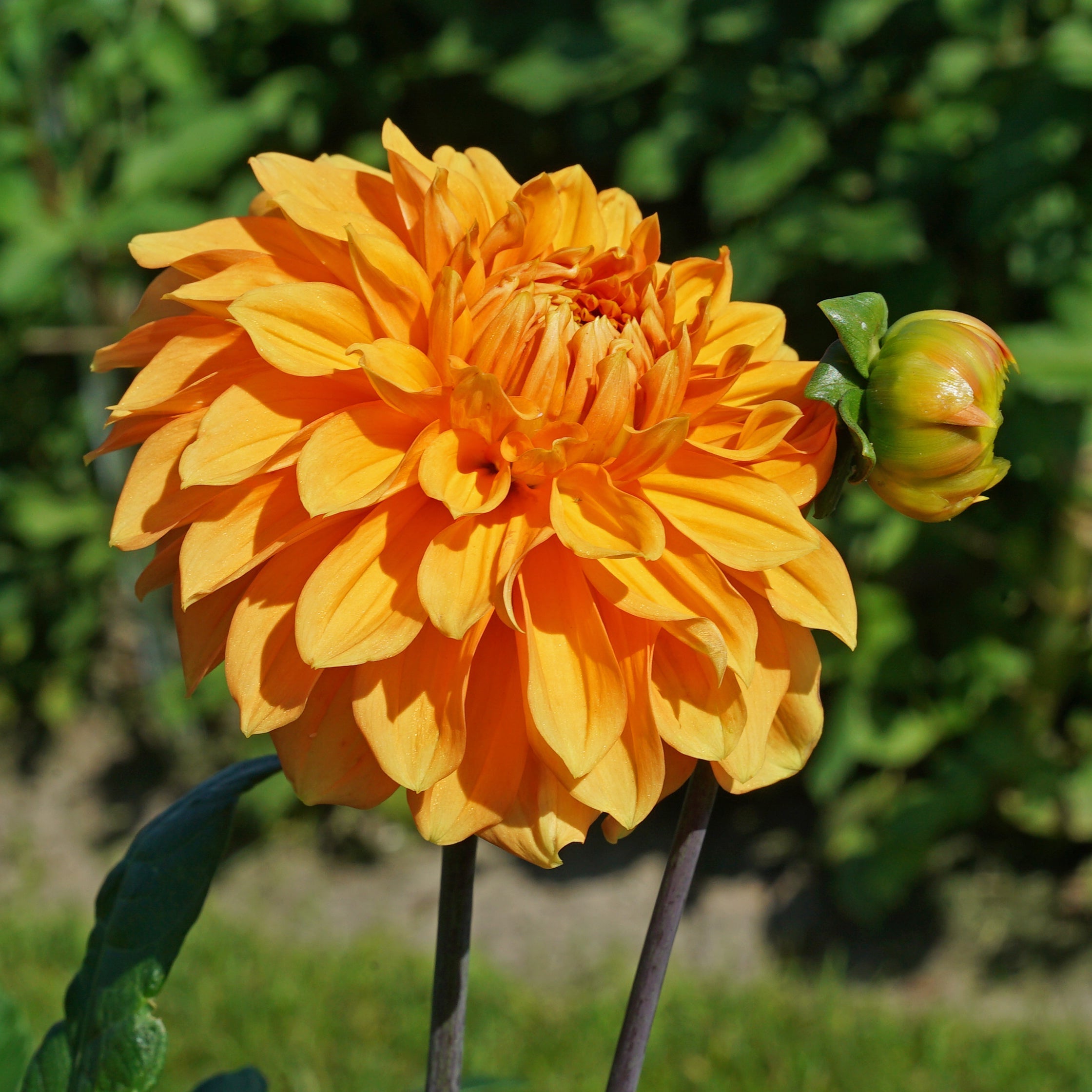 Dahlia Bizon Brons - gele dahlia - Fluwel