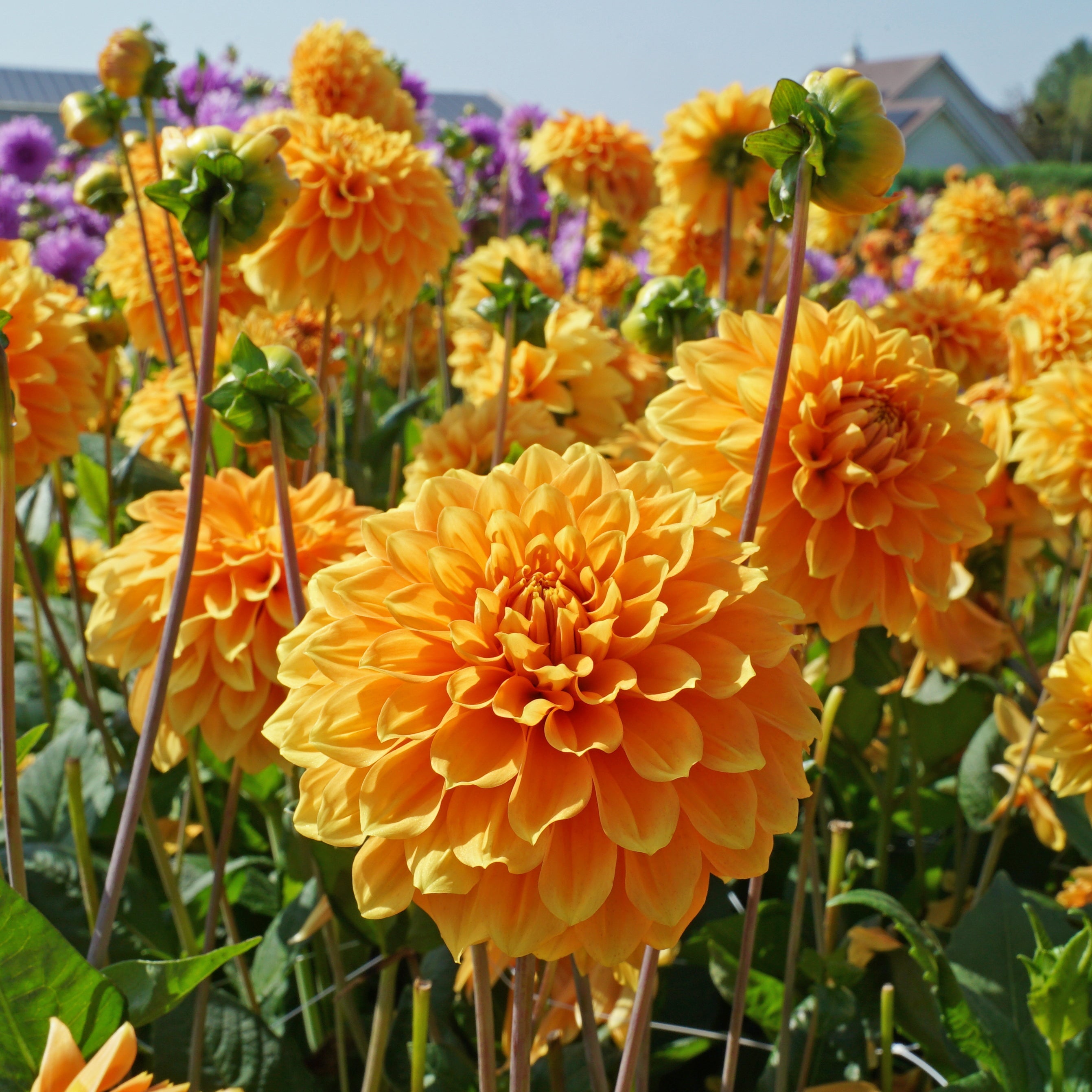 Dahlia Bizon Brons - gele dahlia - Fluwel