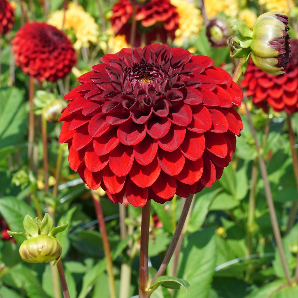Dahlia Bizon Red - rode dahlia - Fluwel