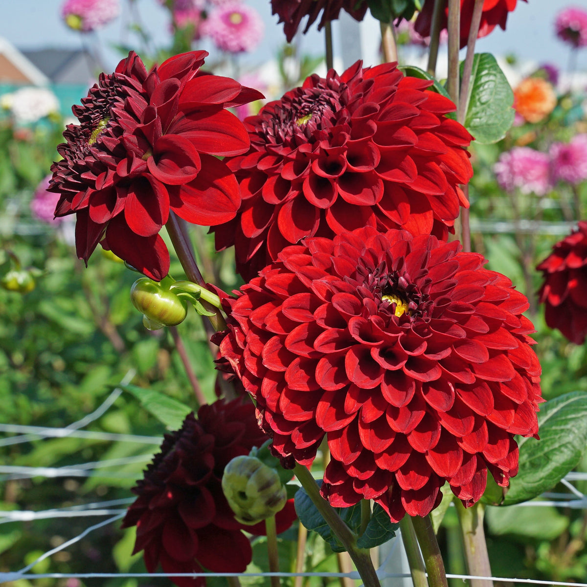 Dahlia Bizon Red - rode dahlia - Fluwel