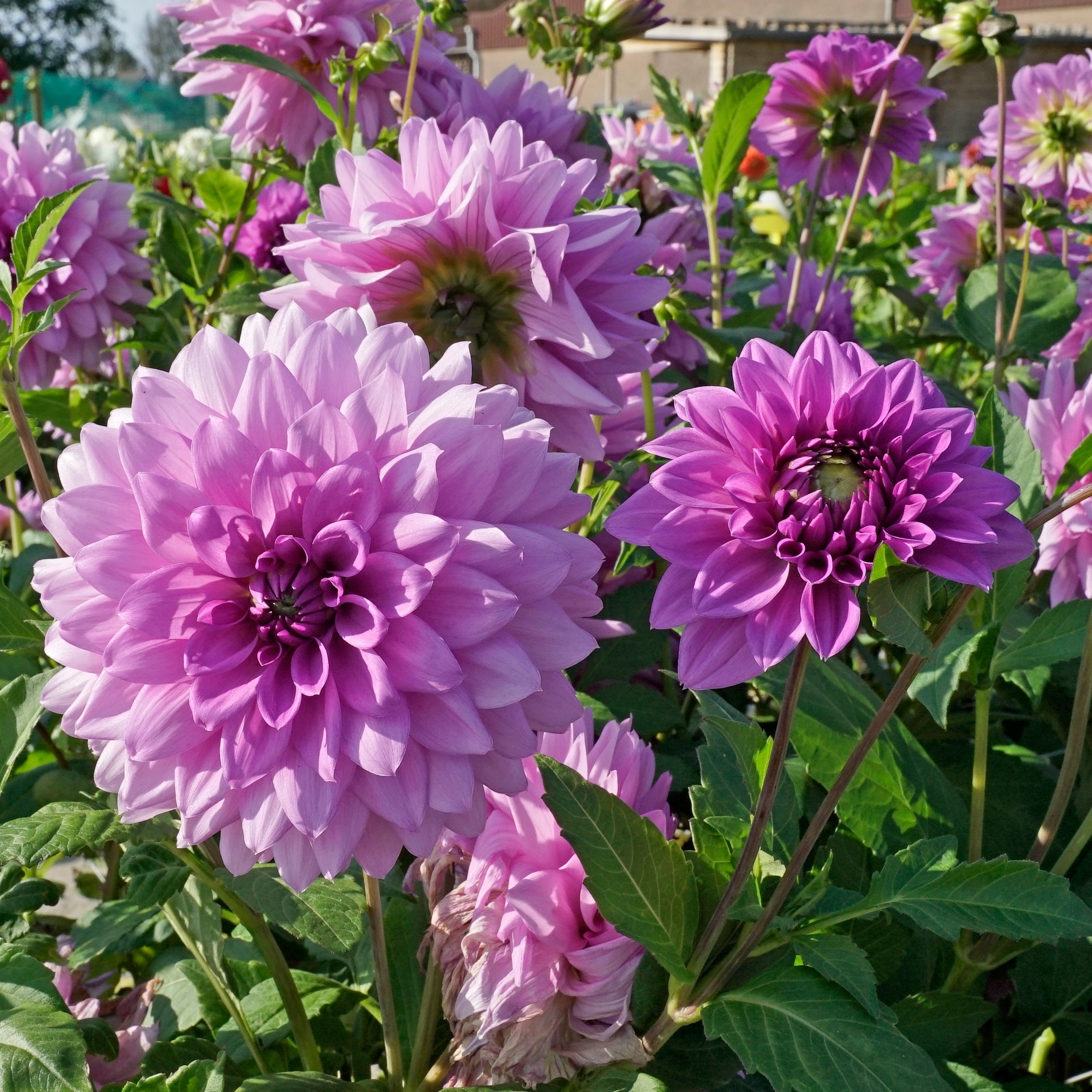 Dahlia Blue Boy - lila dahlia - Fluwel
