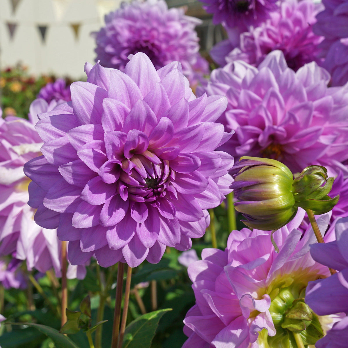 Dahlia Blue Boy - lila dahlia - Fluwel