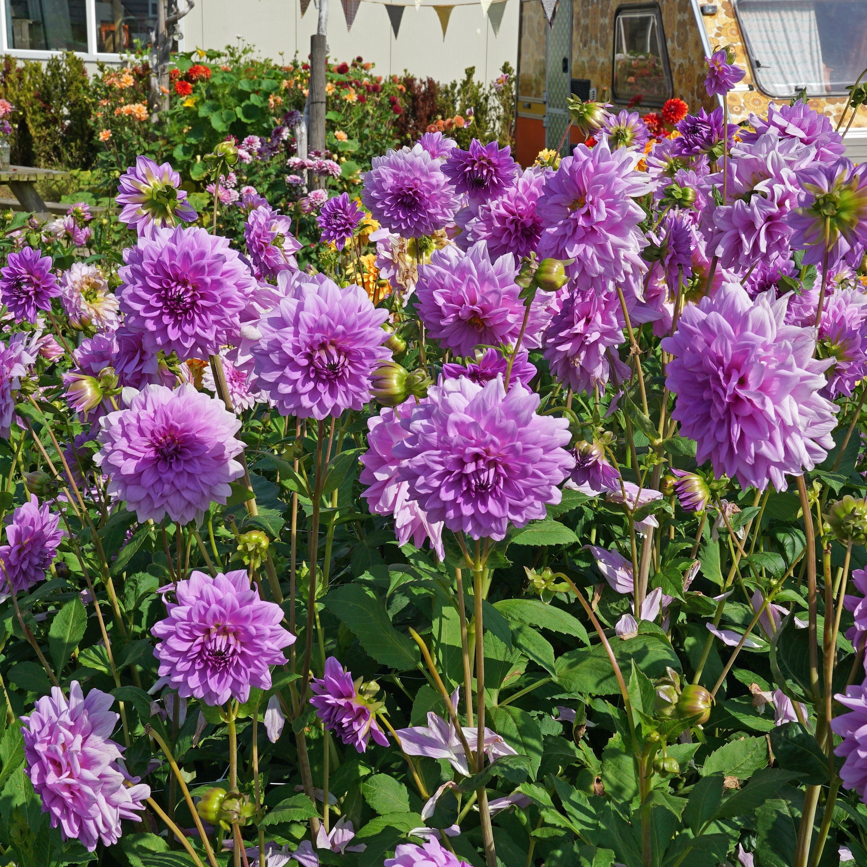 Dahlia Blue Boy - lila dahlia - Fluwel