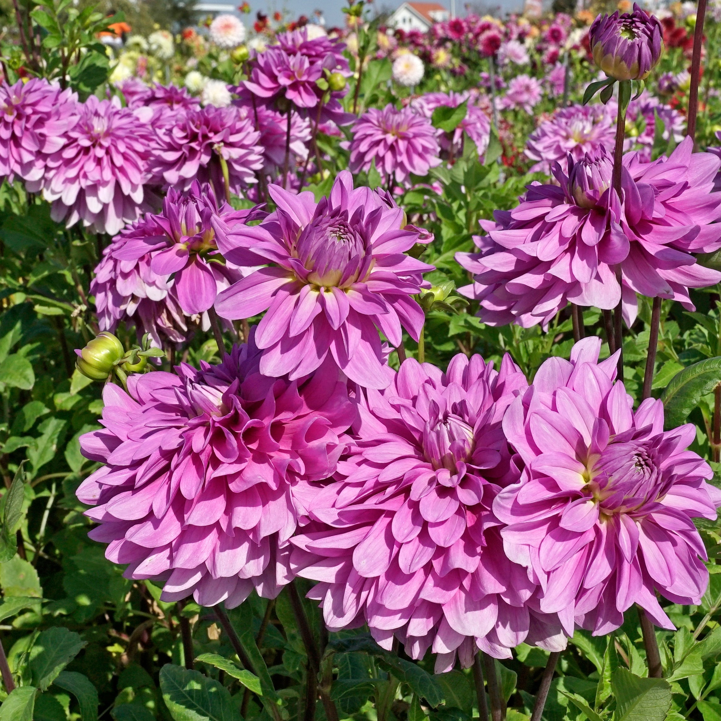 Dahlia Bluetiful - lila dahlia - Fluwel