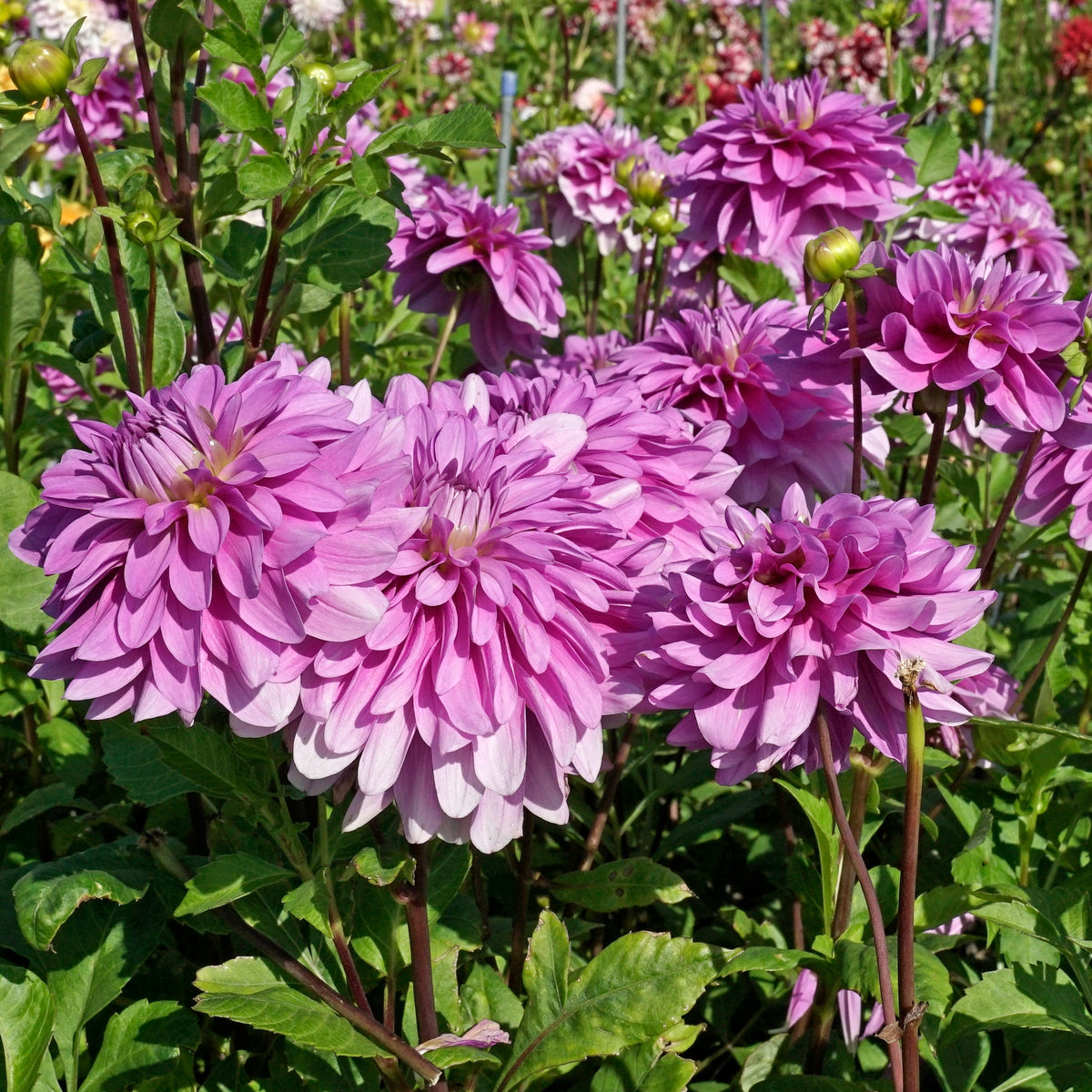 Dahlia Bluetiful - lila dahlia - Fluwel