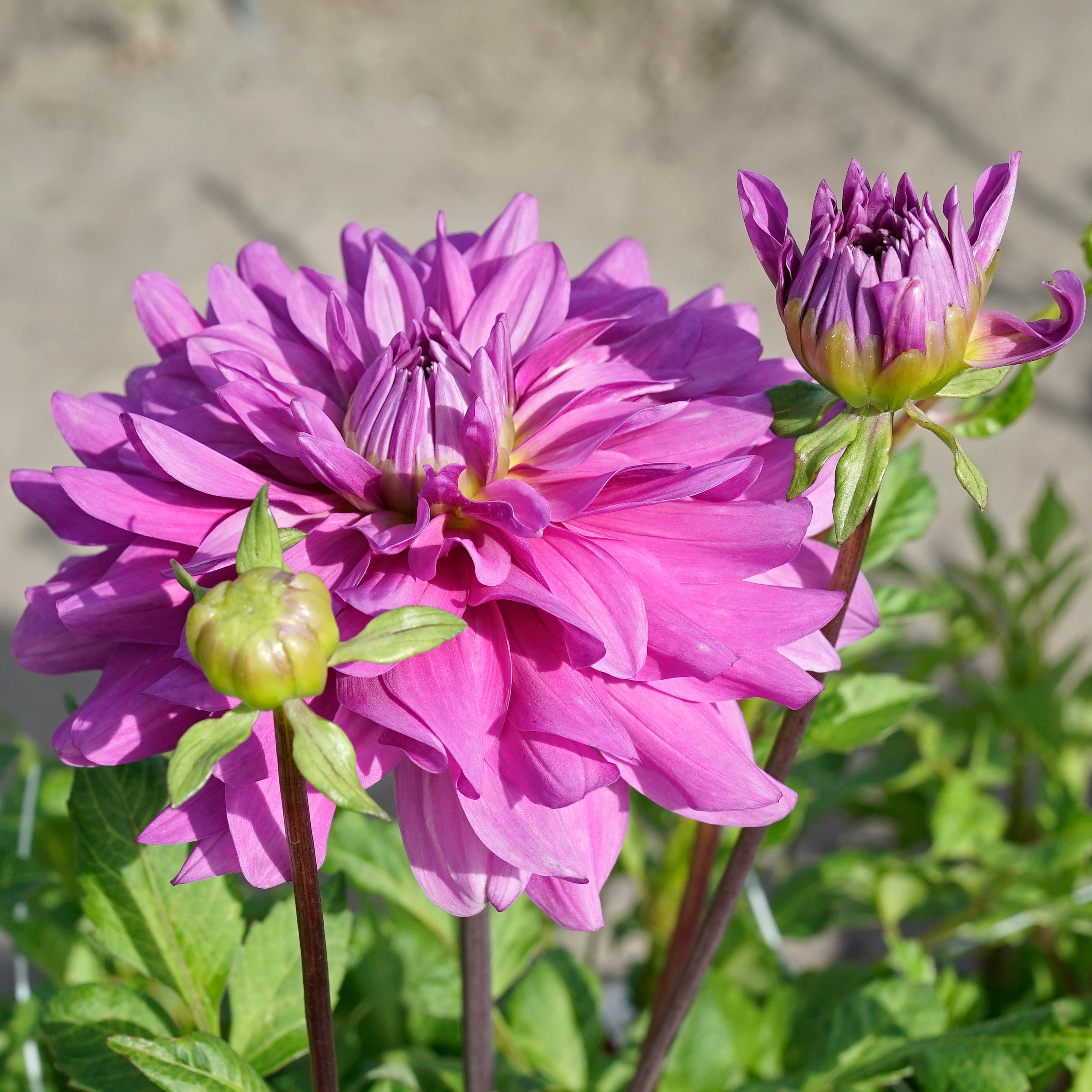 Dahlia Bluetiful - lila dahlia - Fluwel