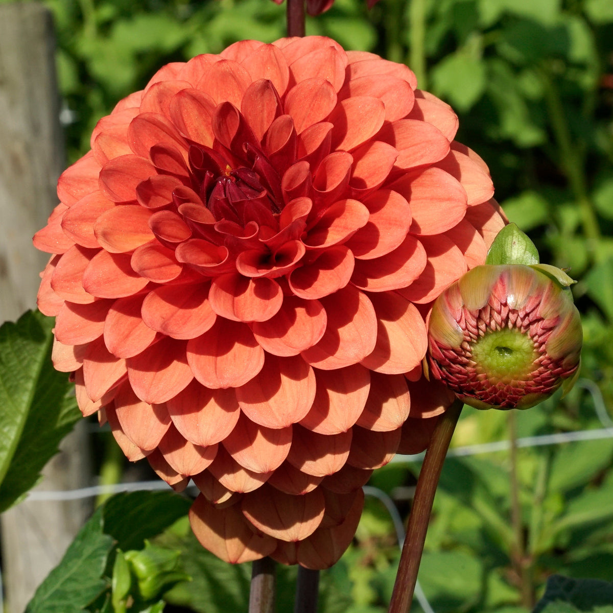 Dahlia Brown Sugar - oranje dahlia - Fluwel