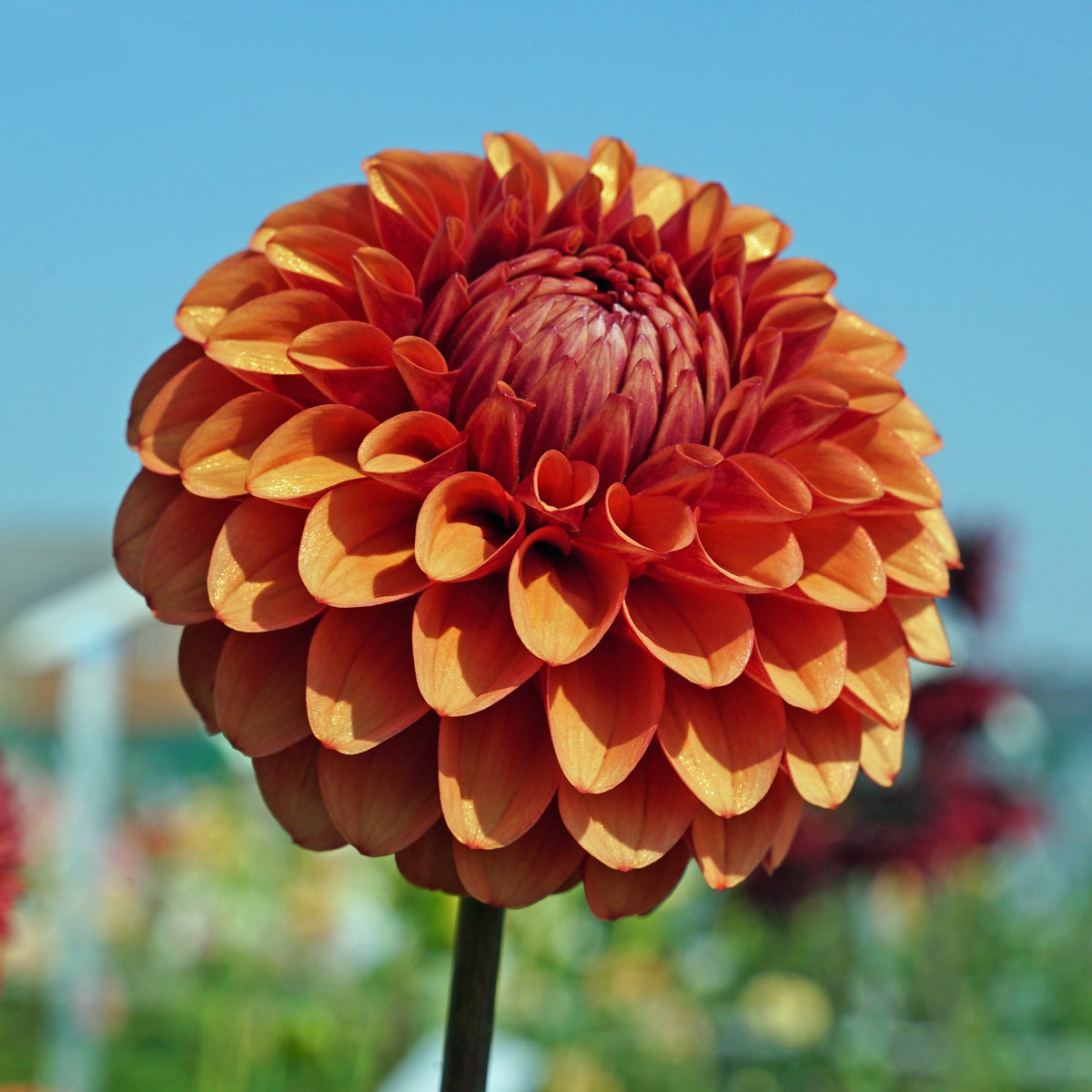 Dahlia Brown Sugar - oranje dahlia - Fluwel
