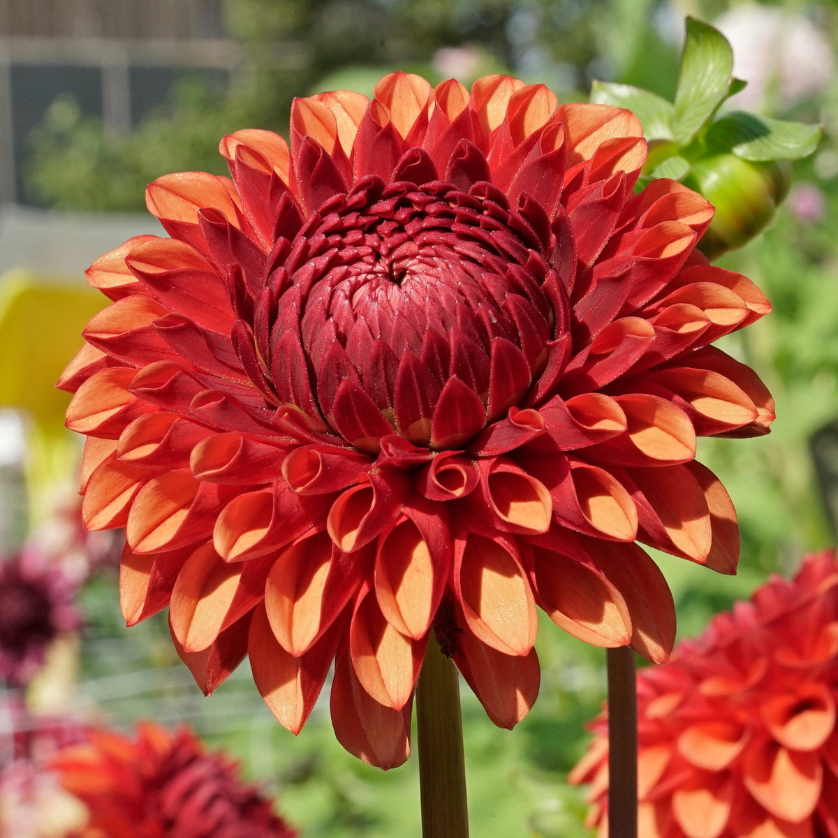 Dahlia Brown Sugar - oranje dahlia - Fluwel