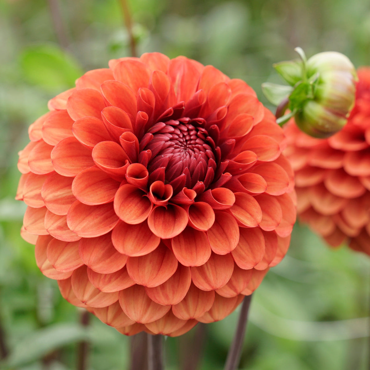 Dahlia Brown Sugar - oranje dahlia - Fluwel