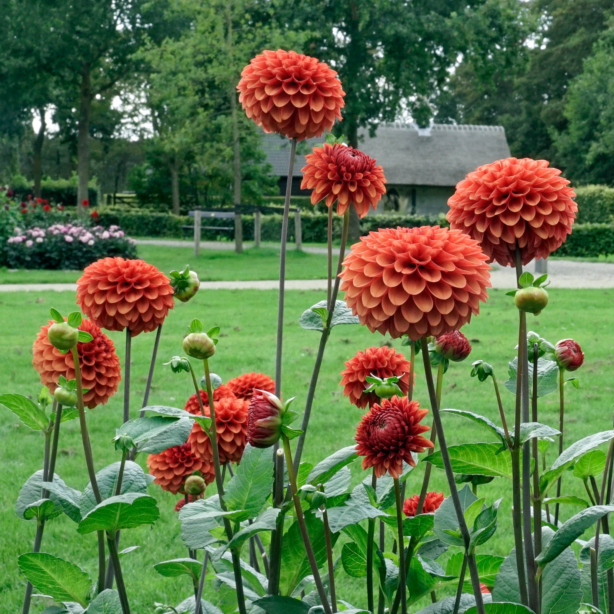 Dahlia Brown Sugar - oranje dahlia - Fluwel