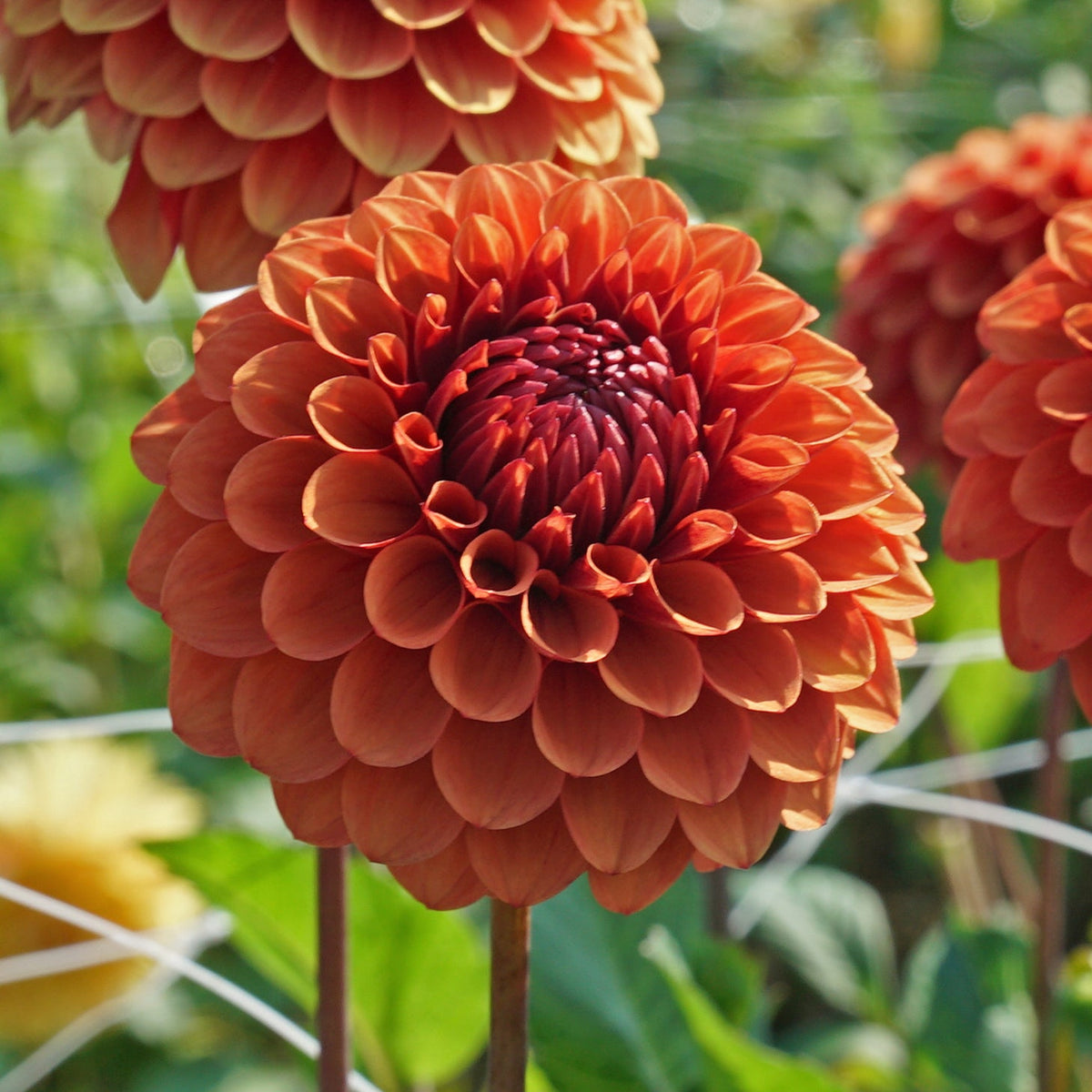 Dahlia Brown Sugar - oranje dahlia - Fluwel