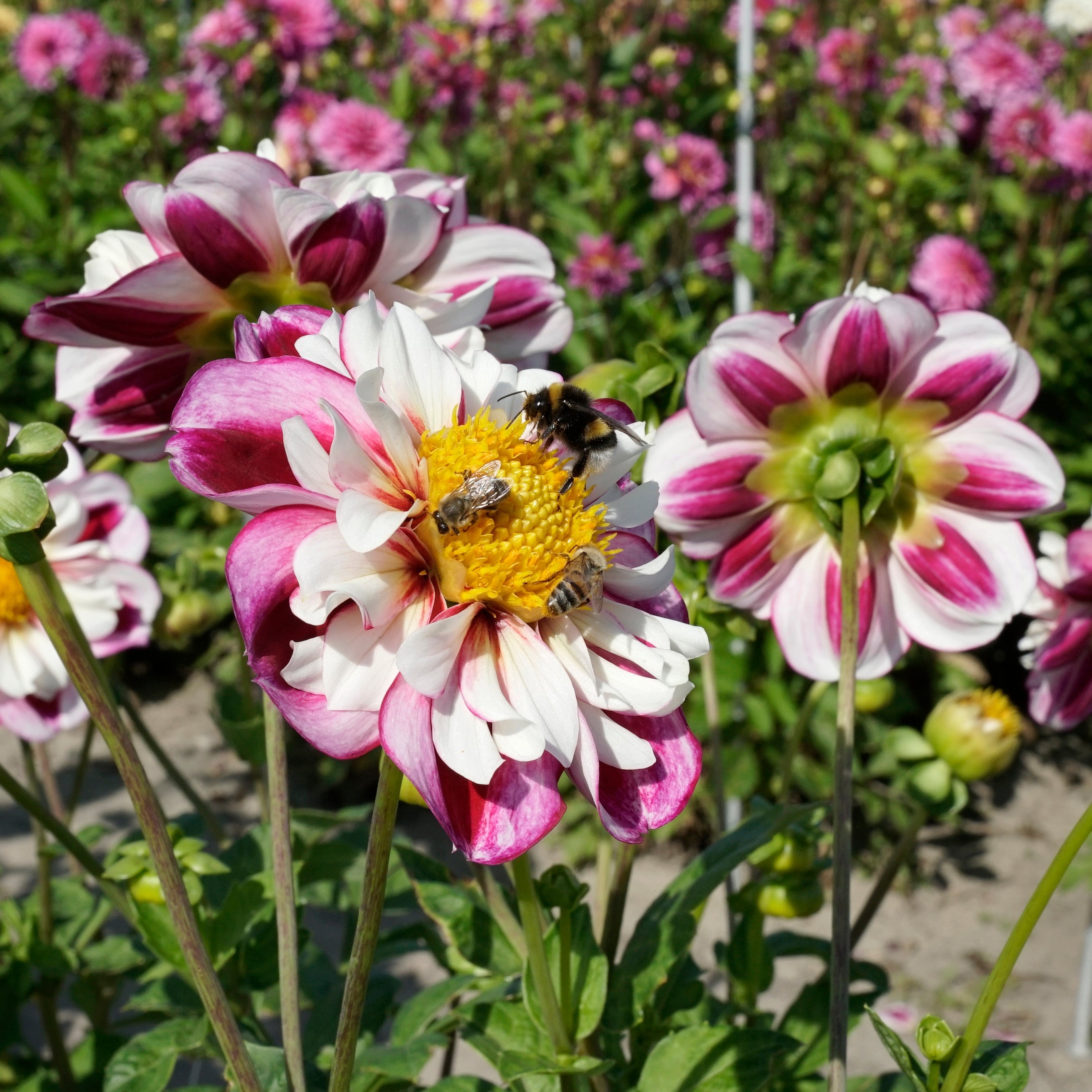 Dahlia Bumble Rumble - meerkleurige dahlia - Fluwel