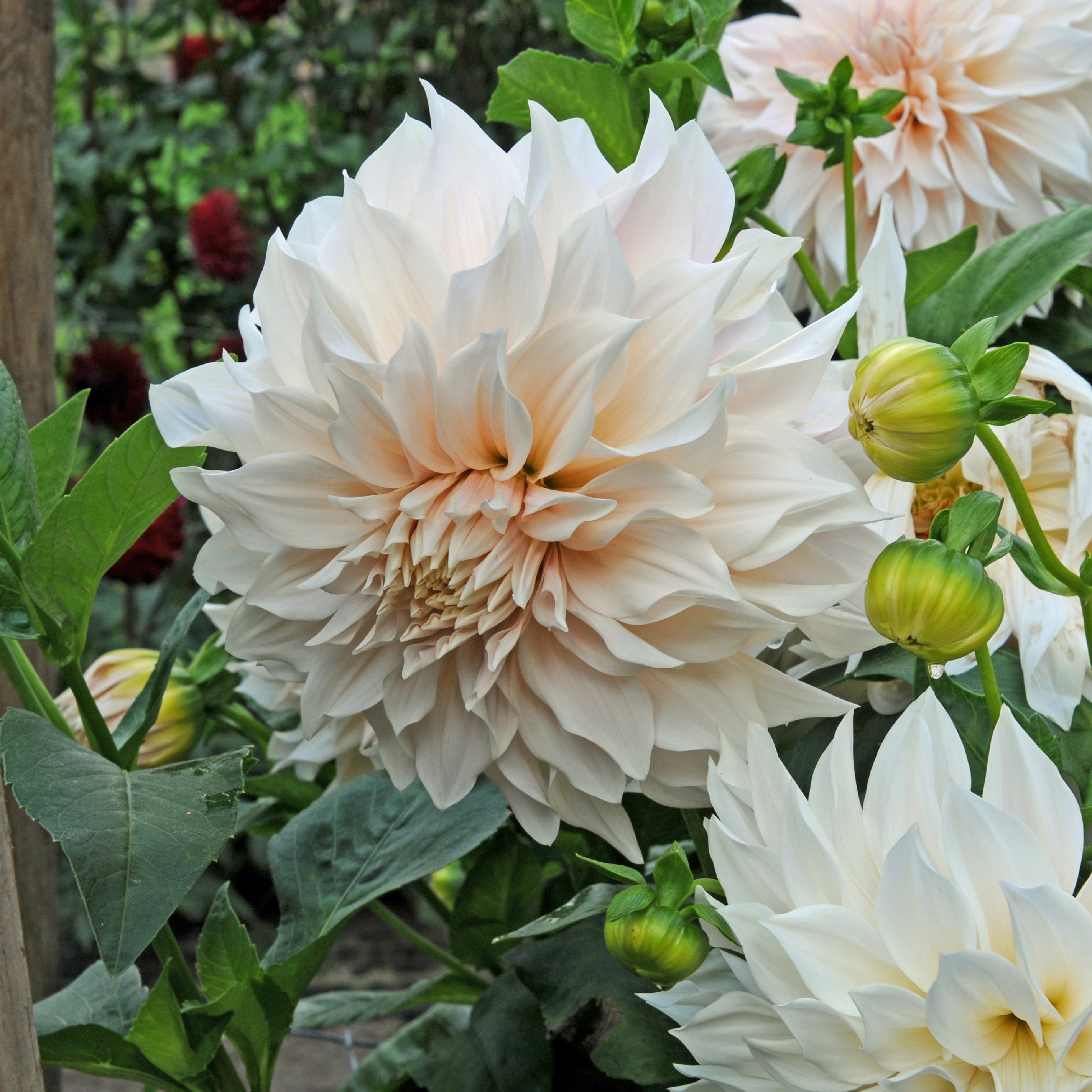 Dahlia Café au Lait - roze dahlia - Fluwel