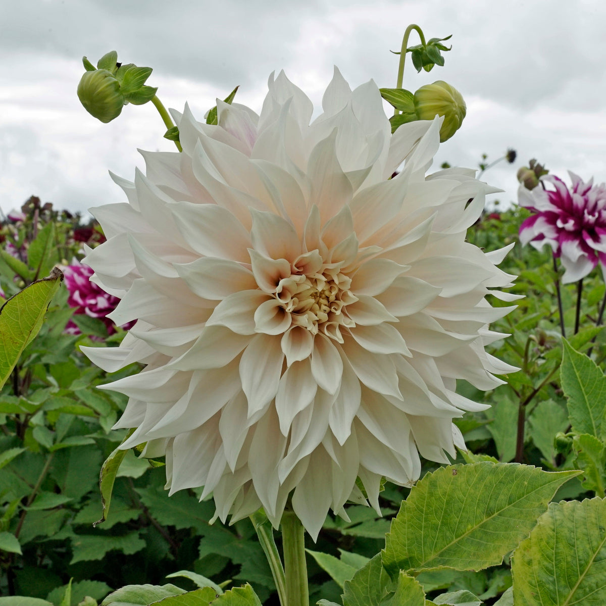 Dahlia Café au Lait - roze dahlia - Fluwel