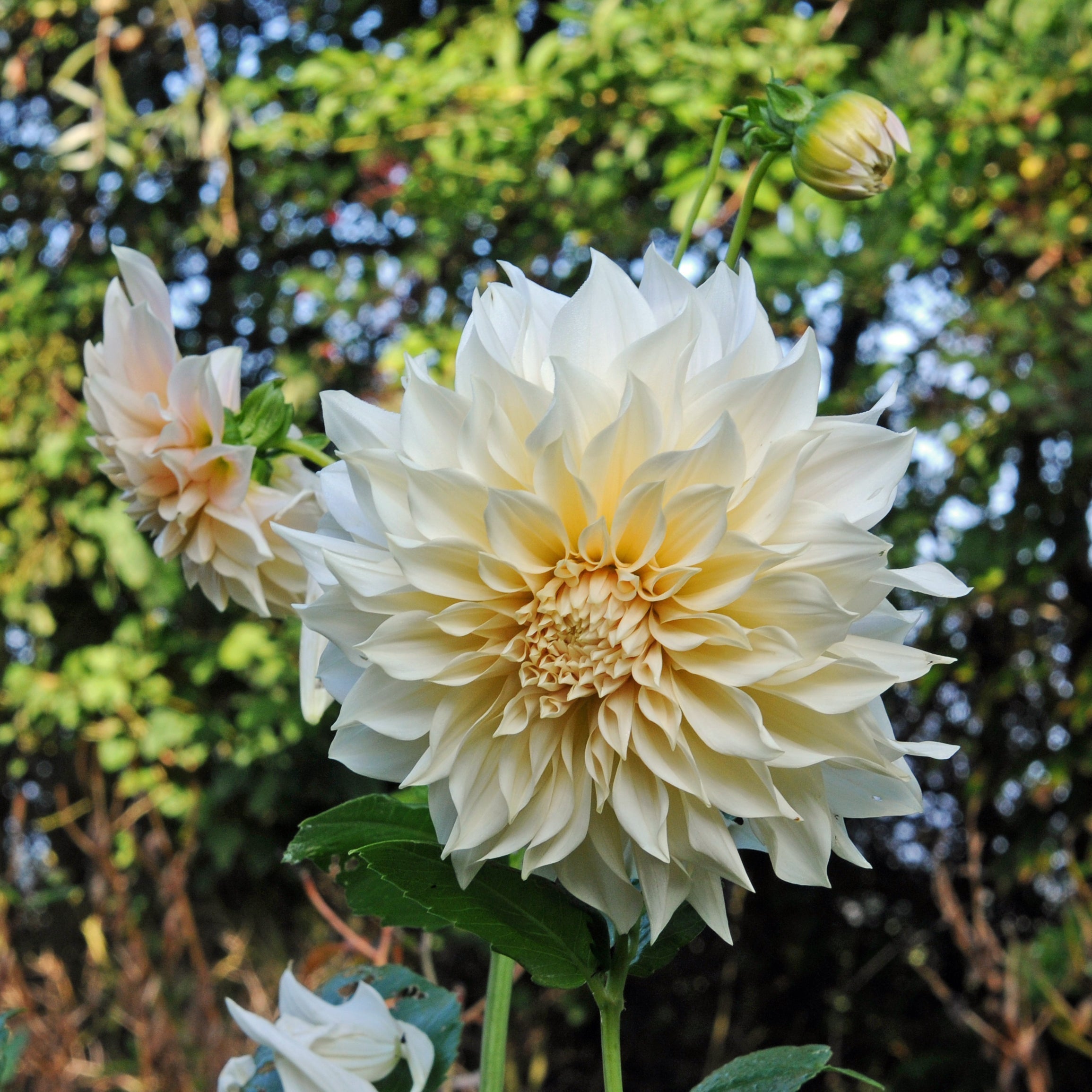 Dahlia Café au Lait - roze dahlia - Fluwel