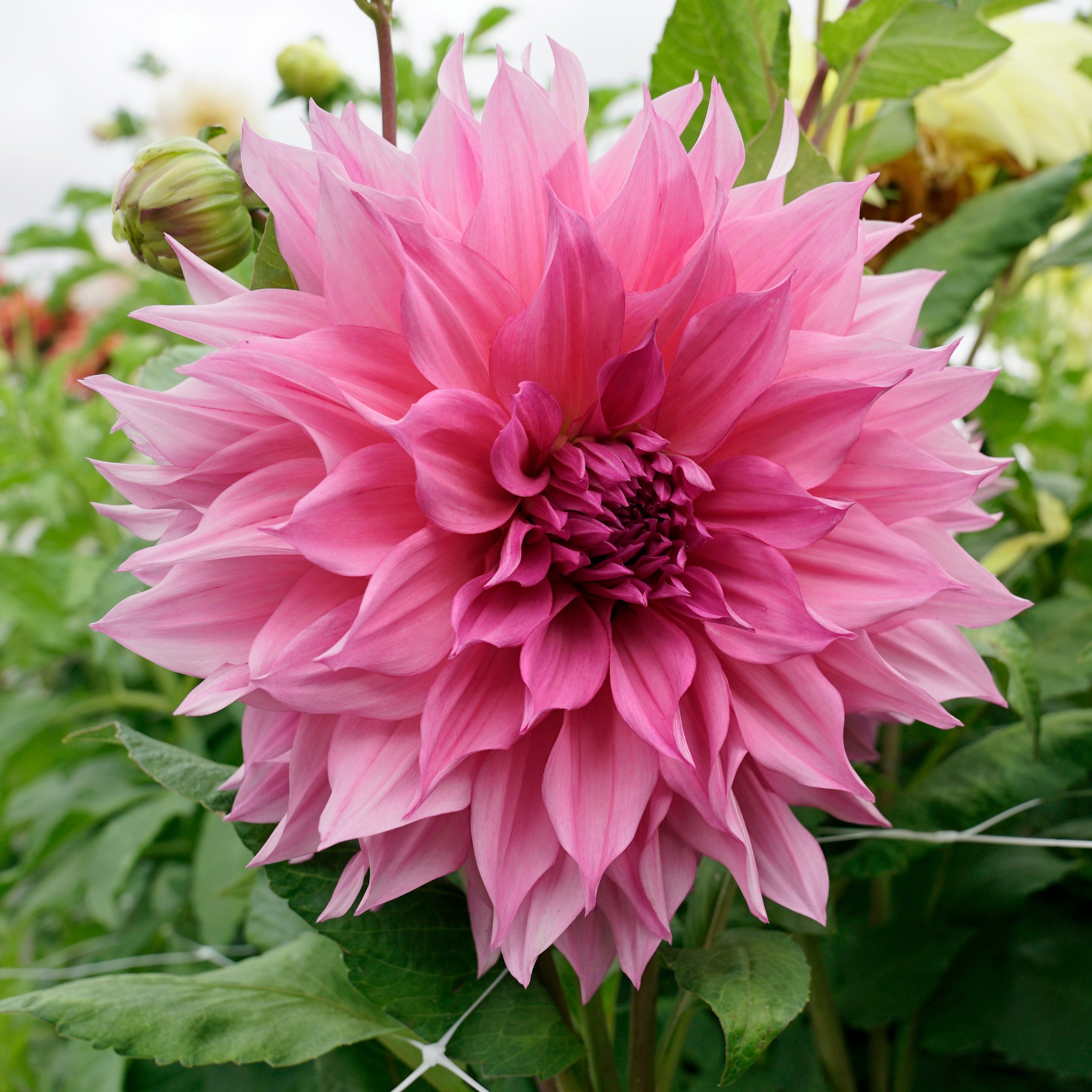 Dahlia Café au Lait Rose - lila dahlia - Fluwel