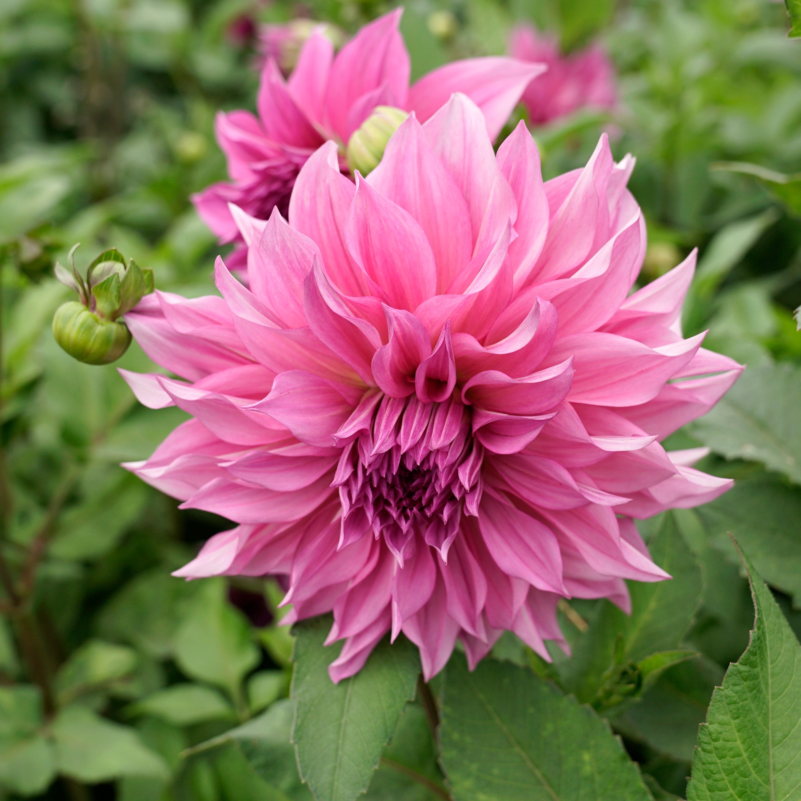 Dahlia Café au Lait Rose - lila dahlia - Fluwel